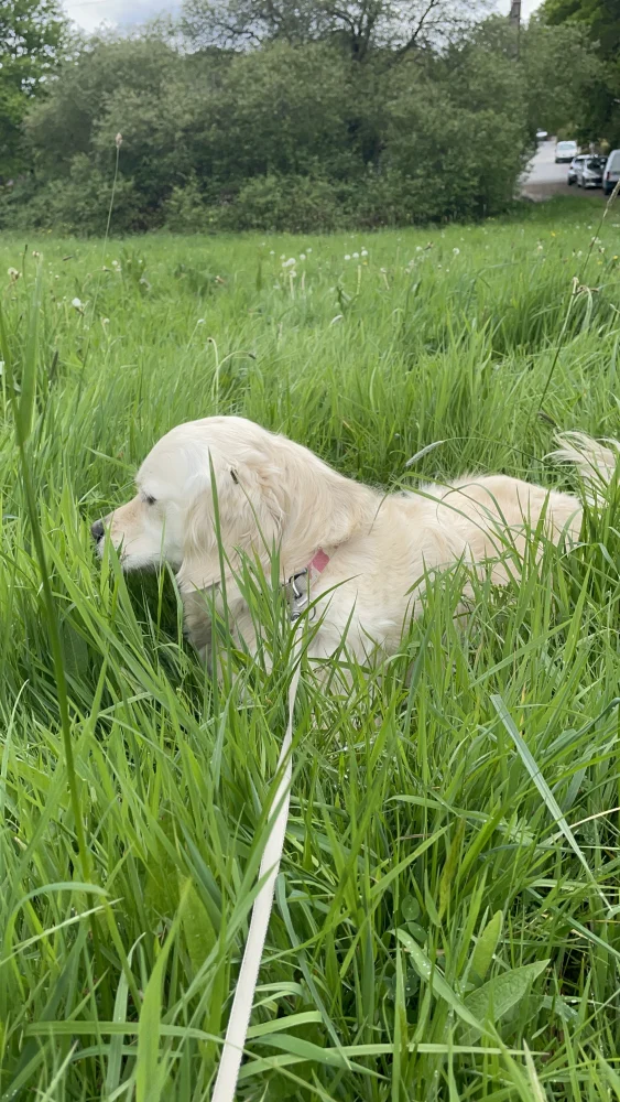 Rikki dans les hautes herbes