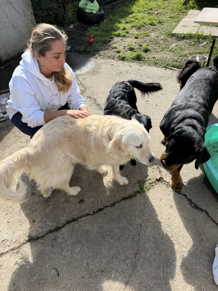 Moment de garde familiale entourée de plusieurs chiens