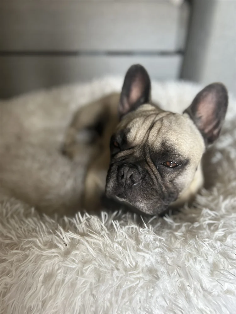 Chien endormi confortablement