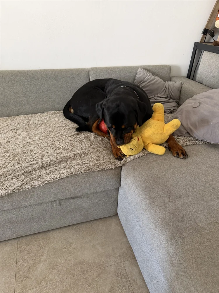 Chienne installée confortablement sur le canapé avec son jouet