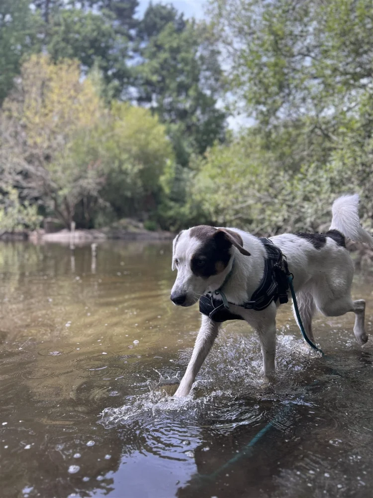 Chien en promenade dans l'eau